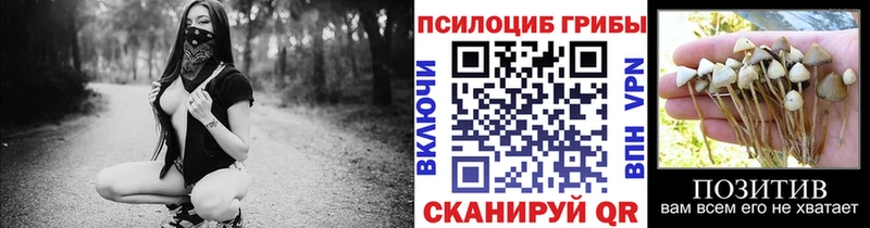 наркошоп  Боровск  Галлюциногенные грибы Psilocybine cubensis 